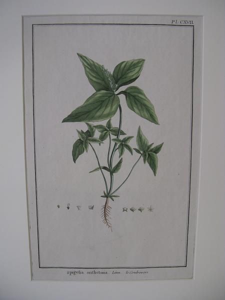 KasviaiheSpigelia anthelmia. Pierre J. Buchos 1785. 31 x 20 cm